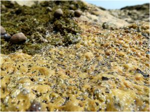 Calcite vein with marine worm burrows and staining biofilm
