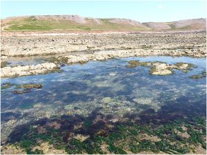 Extensive area of shallow rock pool on the Worms Head Causeway.