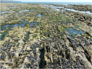 Straight, parallel eroded edges of Carboniferous Limestone strata on the Worms Head Causeway