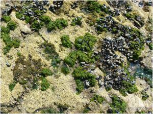 Seashore life on the exposed, tempoarily dry rock surface of the central area of the Worms Head Causeway.