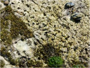 Barnacles encrust most of the surface area with small mussels occupying small solution or bio-erosion hollows liberally distributed over the rock.