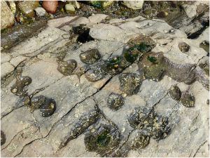 Limpets like to live in small saucer-sized hollows on the flat surfaces of limestone out on the Worms Head Causeway