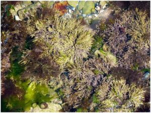 Calcareous seaweeds like Corallina officinalis are common in rock pools out on the Worms Head Causeway