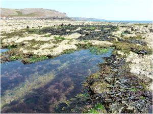 Mid-shore zone on the Worms Head Causeway