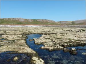 Water-filled channels and pools in the central area of the Worms Head Causeway