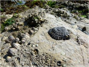 Limpets and barnacles of limestone with worm burrows on the Worms Head Causeway