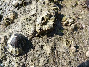 Limpet and barnacles on worm-burrowed limestone out on the Worms Head Causeway