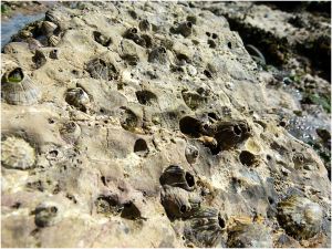 Complex of micro-habitats in seashore limestone with holes in the rocks created by seashore creatures.