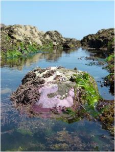 Encrusting calcareousCorallinaceae Pink Paint Weed on the waterline of a boulder in a gully on Worms Head Causeway