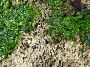 Green seaweed of the Ulva spp. group on dry bio-eroded limestone of the Worms Head Causeway