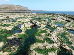 Green Chlorophyceae seaweed of the Ullva species group (like Sea lettuce and Gutweed) in water-filled gullies and pools on the Worms Head Causeway