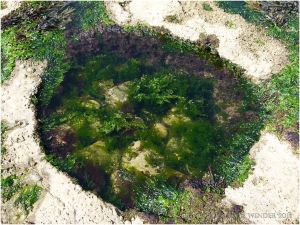 Red and green seaweeds in a circular pool on the Worms Head Causeway