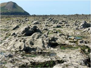 Sharp, pointed rocks stick up at an angle, like giant shark's teeth, on the surface of the Worms Head Causeway