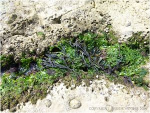 Narrow seaweed-filled gully with animal burrows in the limestone either side, on the Worms Head Causeway