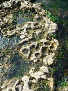 A cluster of small eroded depressions in the limestone of the Worms Head Causewayshallow
