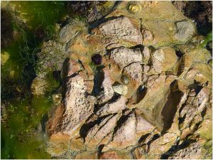 A matrix of shallow erosional depressions in seashore limestone