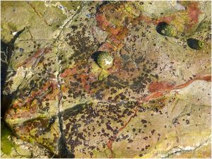 A shallow rock pool with red haematite vein and small spots of red encrusting algae
