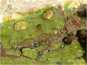 Green algal film covering calcite and haematite under a shallow trickle of water on the shore