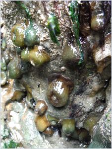 Variously coloured sea anemones of the Actinia species on rocks of the south side of Burry Holms