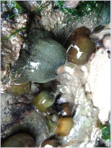 Sea anemones of the Family Actiniidae