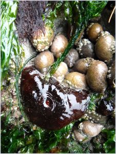 Deep red Actinia equina and Nucella lapillus
