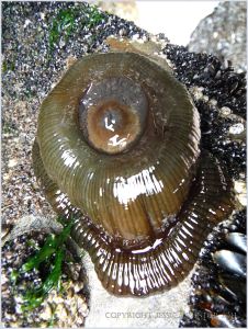 Greeny-brown Beadlet Anemone Actinia equina
