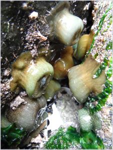 Pale coloured sea anemones of the Actinia genus at Burry Holms