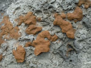 Rock pattern and texture in a beach boulder
