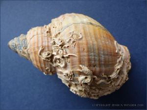 Empty Common Whelk shell with calcareous tubes attached