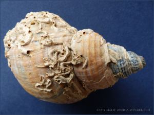 Empty Common Whelk shell with calcareous tubes attached