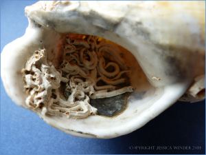 Empty Common Whelk shell with calcareous tubes attached