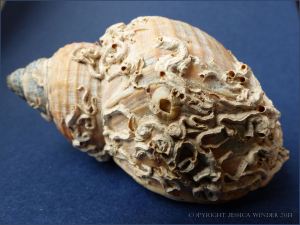 Empty Common Whelk shell with calcareous tubes attached