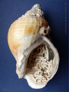 Empty Common Whelk shell with calcareous tubes attached
