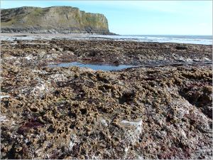 Calcareous and sandgrain tubes of marine worms on rocks at low tide