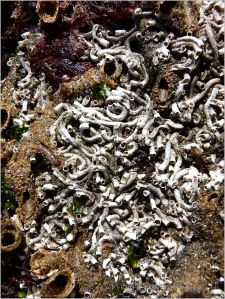 Calcareous and sandgrain tubes of marine worms on rocks at low tide