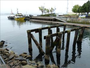 Derelict wooden pier structure with encrusting marine organisms