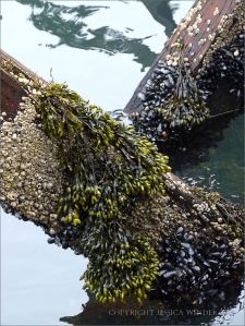 Barnacles with spiral wrack in a distict band above mussels on an old pier post