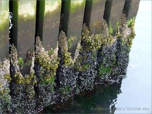 Zonation of marine organisms on the waterline of a wooden pier structure