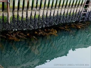 Zonation of marine organisms on the waterline of a wooden pier structure
