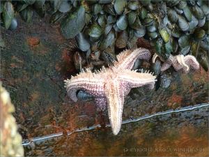 Starfish eating mussels on a rusty metal wharf revetment
