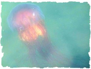 Lion's Mane Jellyfish (Cyanea capillata)