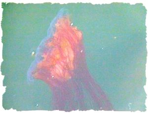 Lion's Mane Jellyfish (Cyanea capillata)