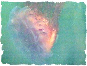 Lion's Mane Jellyfish (Cyanea capillata)