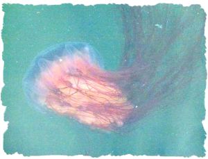 Lion's Mane Jellyfish (Cyanea capillata)