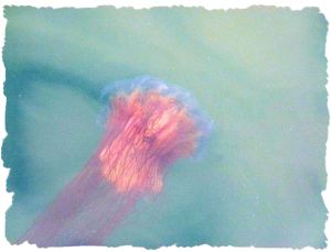 Lion's Mane Jellyfish (Cyanea capillata)