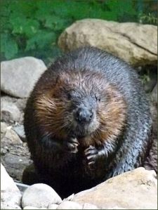 Beaver in the Biodome