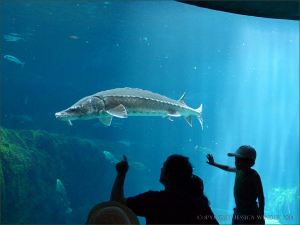 Sturgeon in the aquarium