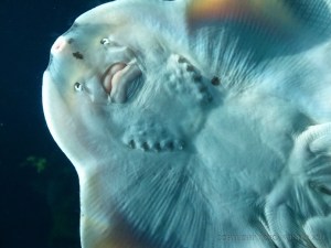Underside of skate against the glass aquarium side in the Biodome