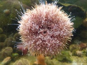 Sea urchin crawling up the glass side of the trock pool tank in the Biodome