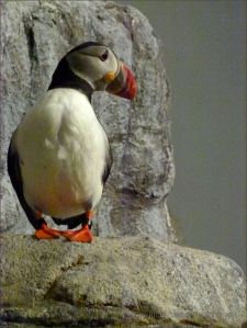 Puffin on rocks in the Biodome